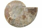 Cut & Polished Ammonite Fossil (Half) - Madagascar #208669-1